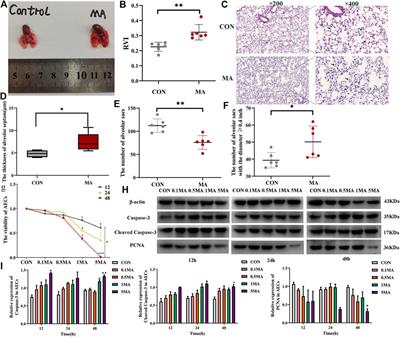 Protein-protein interactions between RUNX3 and ZEB1 in chronic lung injury induced by methamphetamine abuse